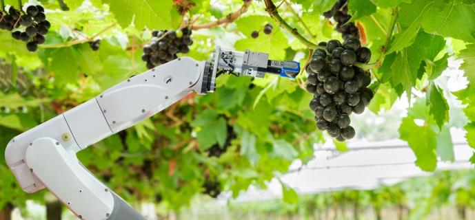 An intelligent agricultural robot analyzes grapes for growth before harvesting. ©Kinwun/iStock/Getty Images Plus